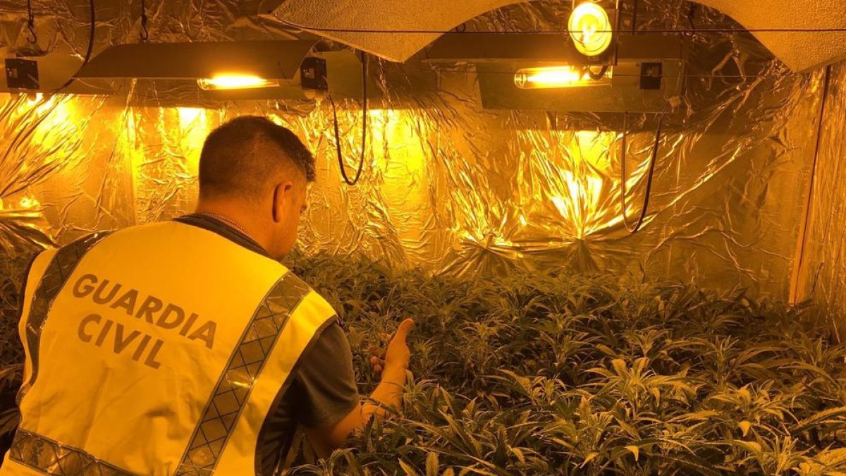 ​Comissen 221 plantes de marihuana al desmantellar una plantació a Torredembarra