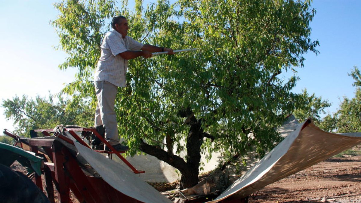 Las cooperativas de Tarragona prevén un 40% más de producción de almendra que la campaña pasada