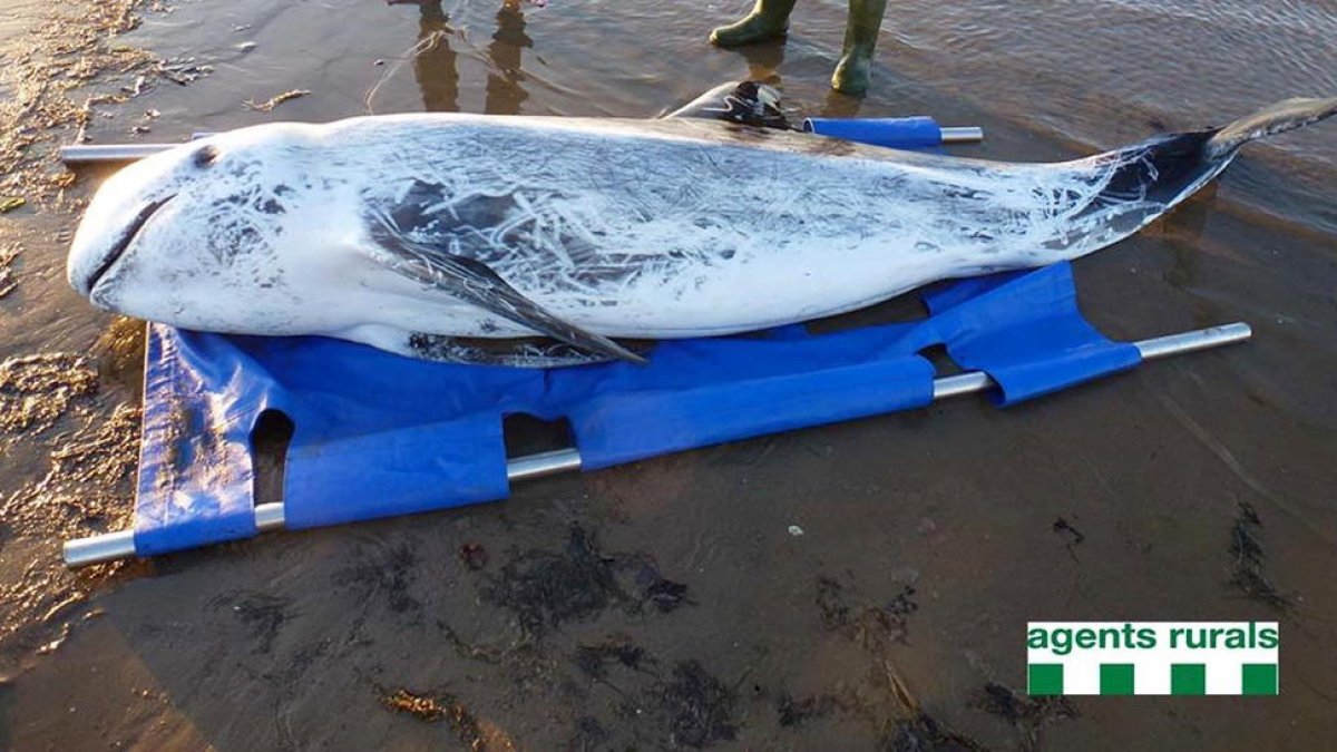 Exemplar de cap d'olla trobat a la platja de Riumar a Deltebre el 13 de març de 2016