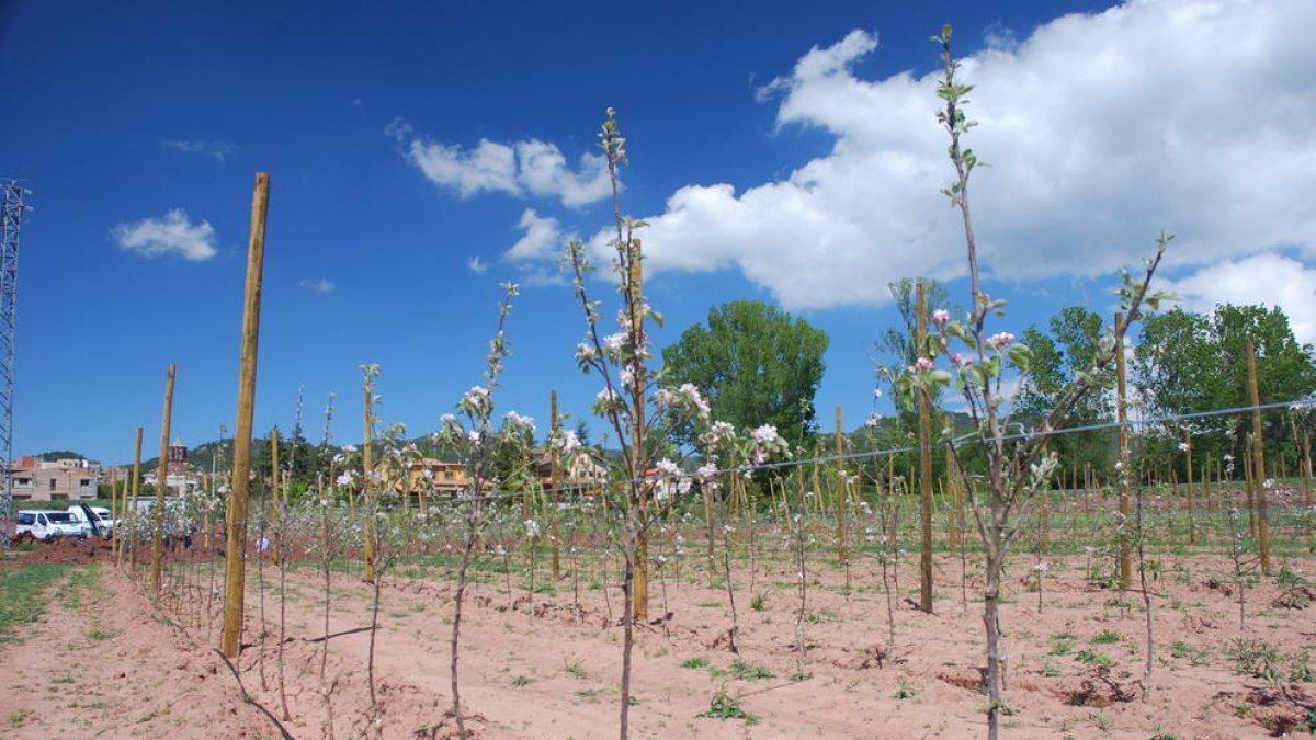 Èxit en el cultiu de la poma a Prades