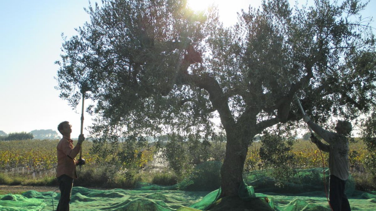 JARC-COAG denuncia importació d'oli d'oliva de Tunísia