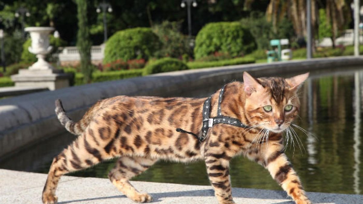 Gato bengalí, un híbrido creado a la década de los sesenta que ya está considerado raza oficialmente.