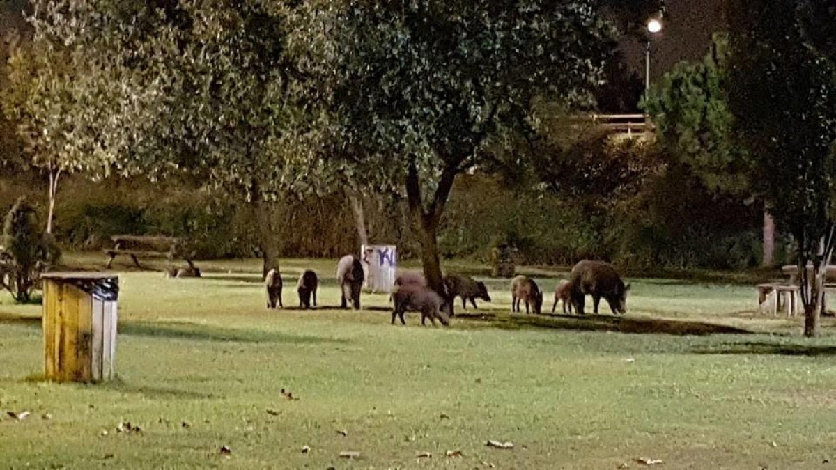 La manada de nou exemplars menjant a la zona de les taules, propera al col·legi Cèsar August.