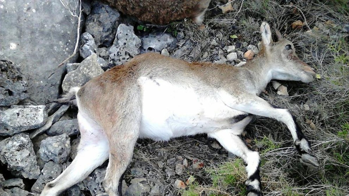 Un dels exemplars de cabra salvatge mort pel caçador.