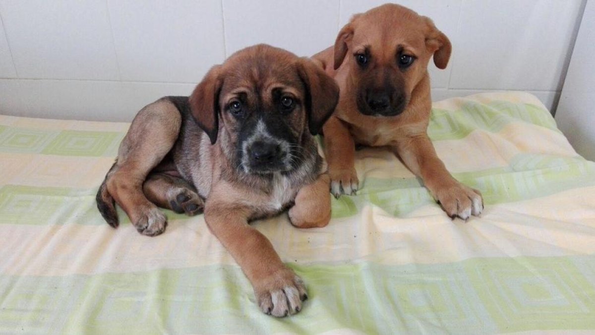 Dos cachorros de la protectora de Tarragona.