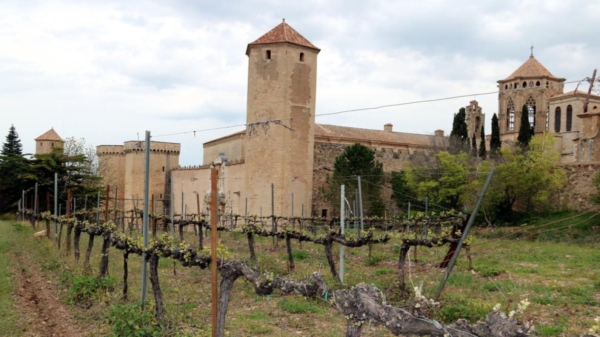 Una vinya dins dels murs del monestir de Poblet, al fons de la imatge.