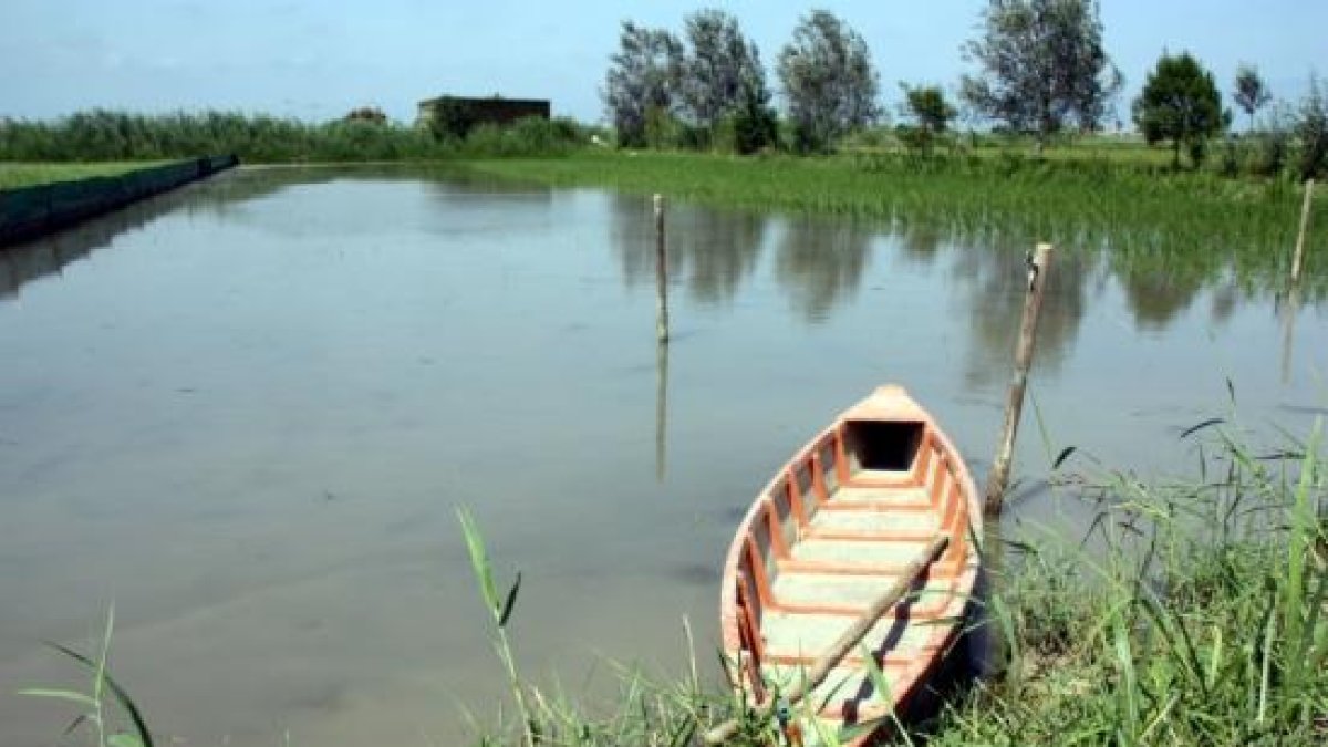 SEO Bird Life alerta de que el delta del Ebro es uno de los cuatro «santuarios para aves» más amenazados de España