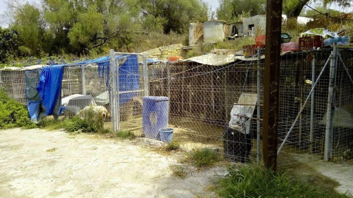 Las condiciones precarias de la perrera de Calafell a la cual han abierto diligencias.