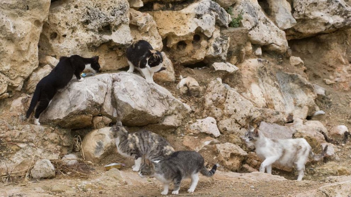 Crece el número de abandonos de gatos en la ciudad en el último verano