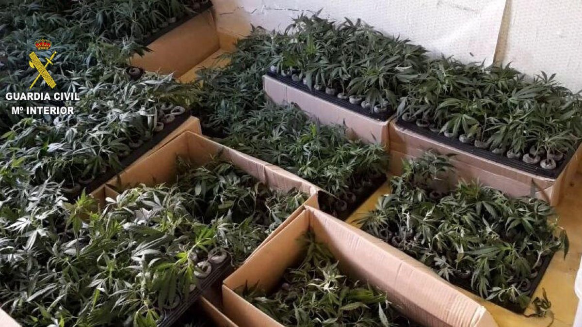 Es van interceptar més de 2000 esqueixos de marihuana transportats en capses de cartró.