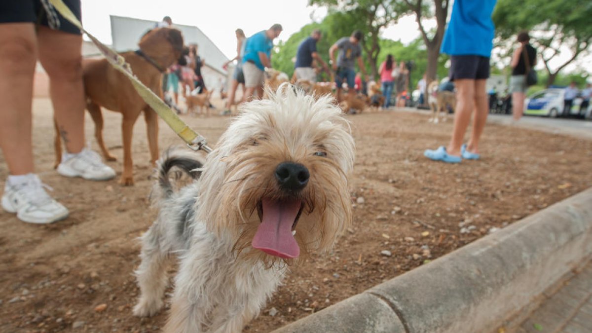 Los propietarios de perros, a favor que se sancionen las conductas incívicas