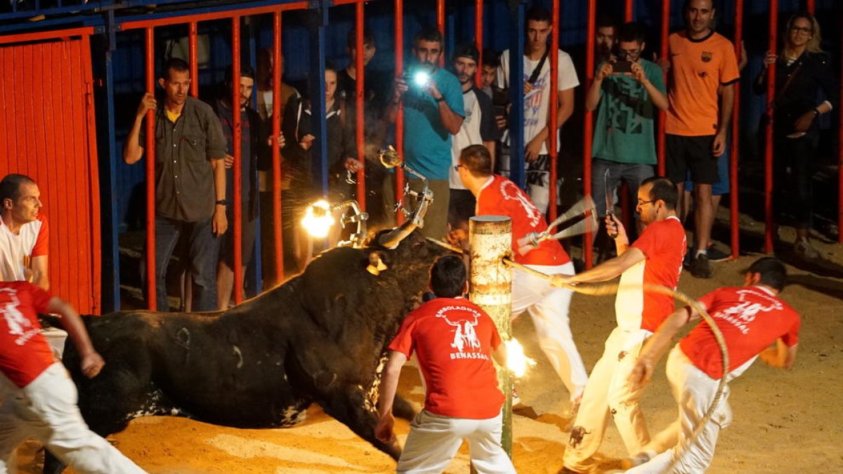 Un dels bous embolats del concurs que va tenir lloc a Sant Jaume d'Enveja el passat 25 de juny.
