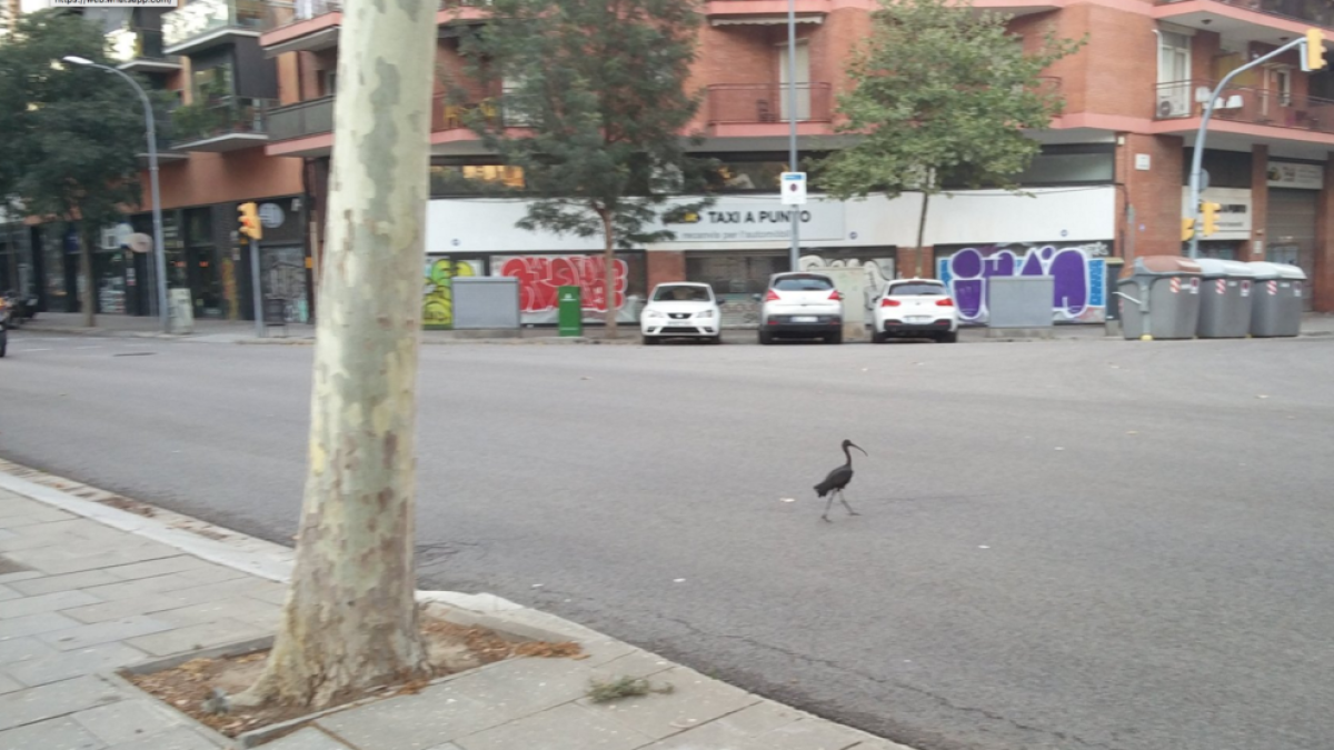 Un dels ocells alliberats que campava pels carrers del voltant del zoo.