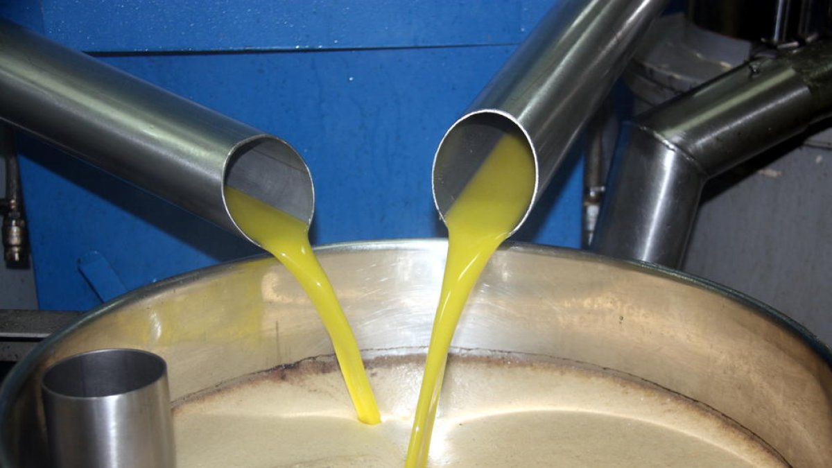 Imatge d'arxiu de la producció d'oli d'oliva a la Cooperativa de Maials. Imatge del 29 d'octubre del 2015