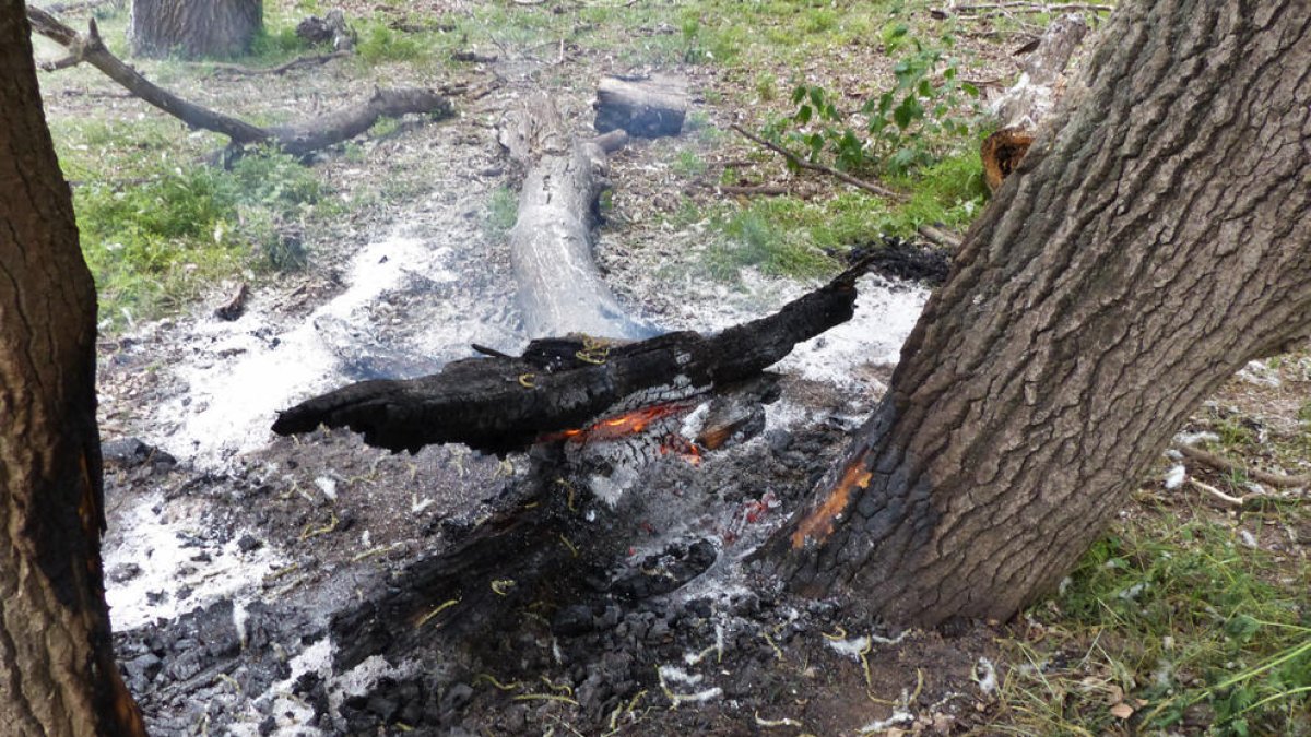 Restos de árboles quemados en la Illa dels Bous de Vinallop.