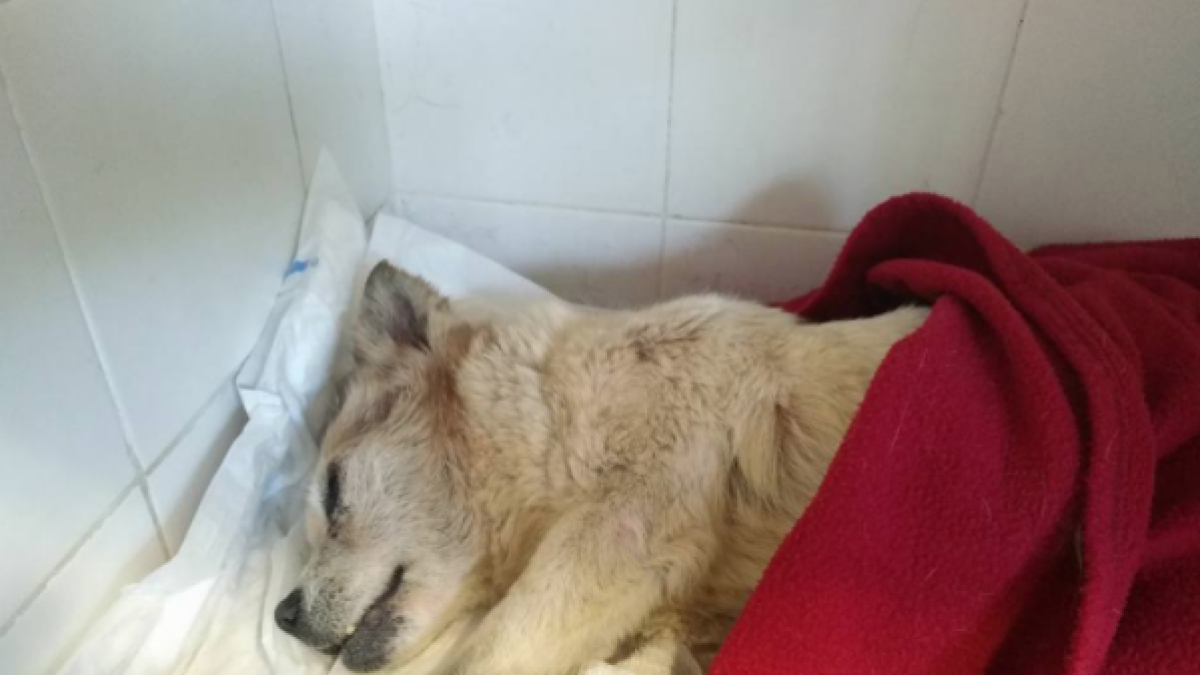 La perra está ingresada en un veterinario. La Protectora de Animales de Tarragona pide donaciones para poder pagar las facturas.