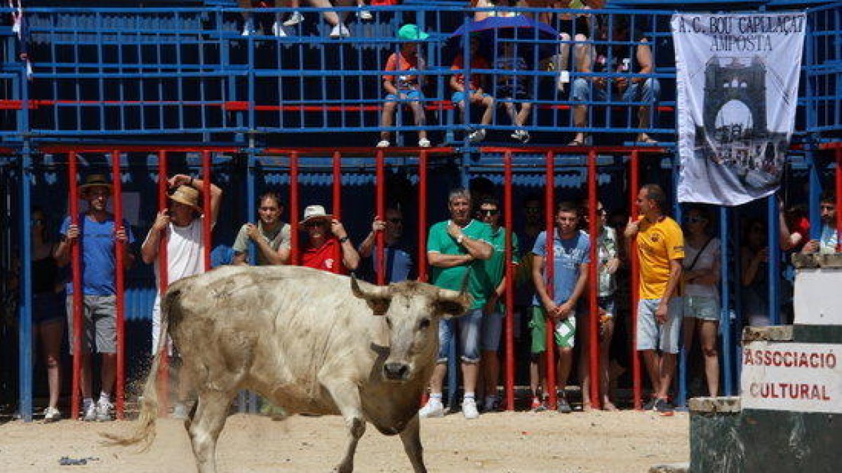 La primera vaca de l'acte taurí de Sant Jaume d'Enveja, al mig de la plaça.