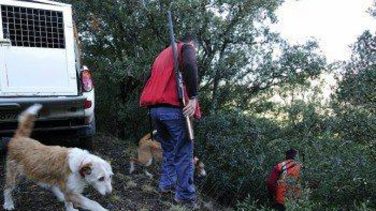 La población de jabalíes del Bosc de Poblet se cuadruplica desde el 2014