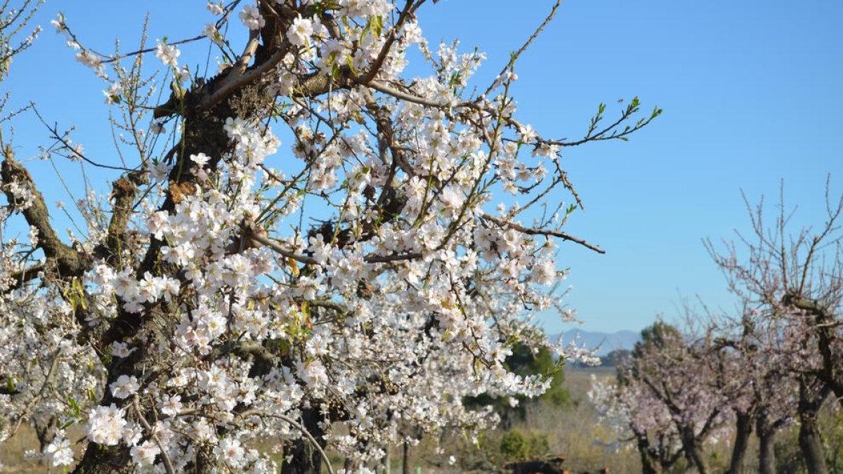 Unió de Pagesos vol recuperar l'ajuda estatal de 120,75 euros per hectàrea pels fruits de closca i garrofa