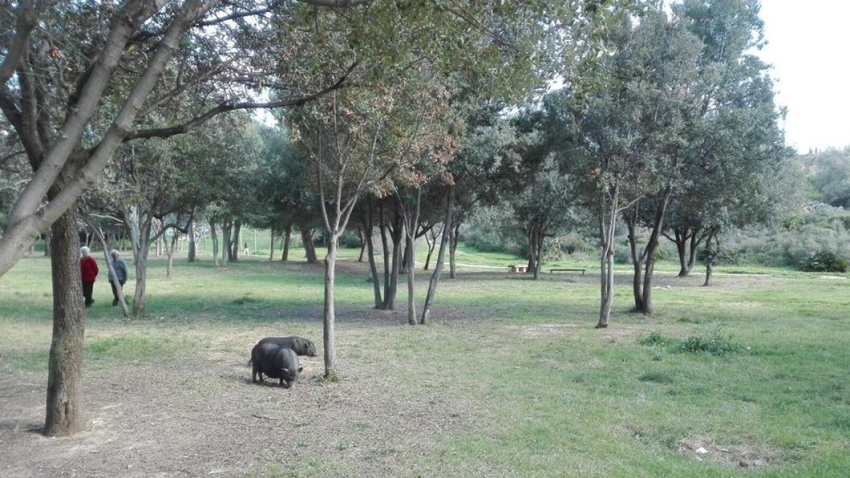 Imatge de dos porcs assilvestrats al parc de Sant Pere i Sant Pau.