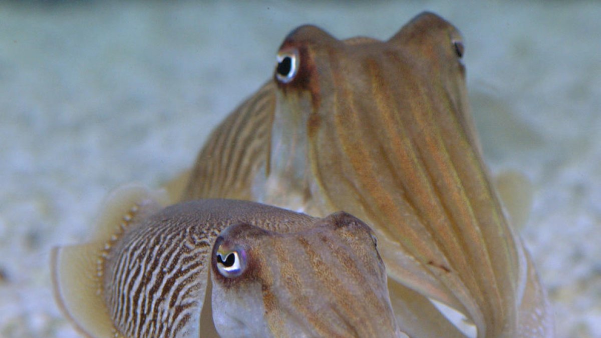 L'Aquàrium de Barcelona habilita un tanc especial per contemplar la reproducció de les sípies