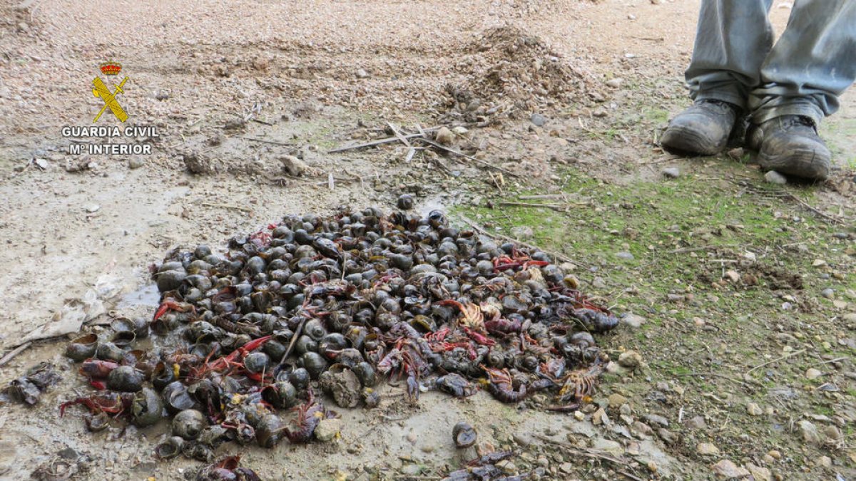 Los ejemplares de Caracol Manzana y Cangrejo Americano interceptados en Deltebre.