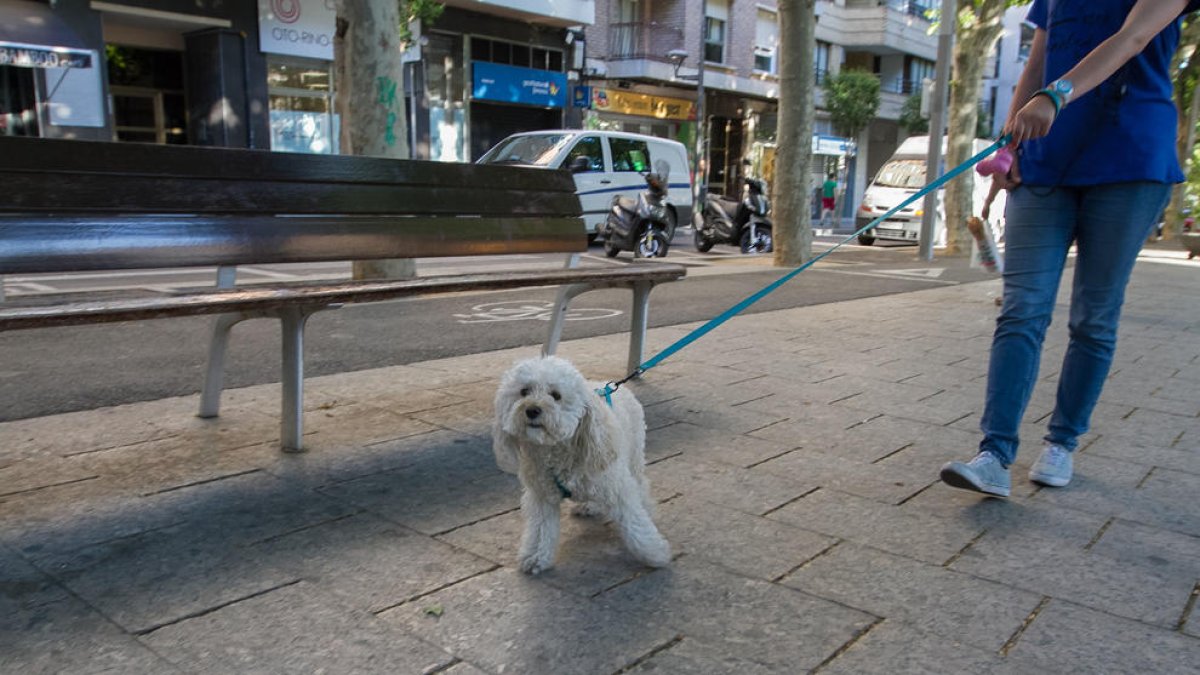 L'import de la licitació és de 79.999,15 euros i inclou el servei veterinari i d'adopció.