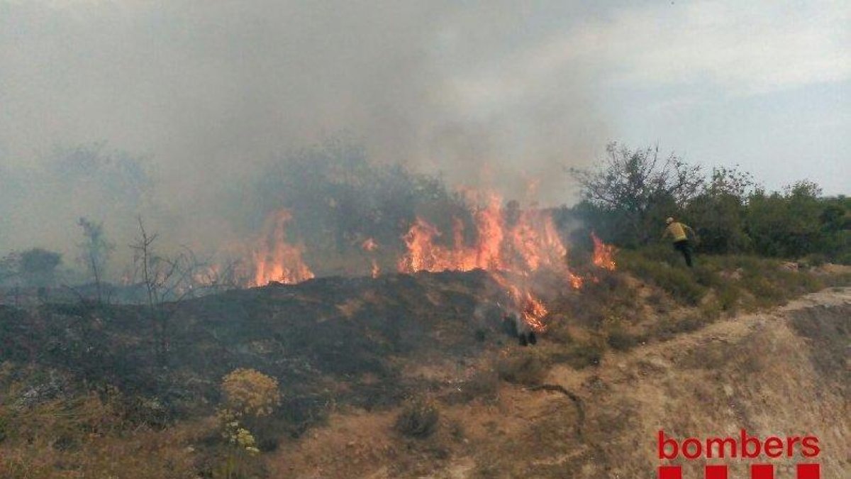 El foc ha cremat una zona de pins.