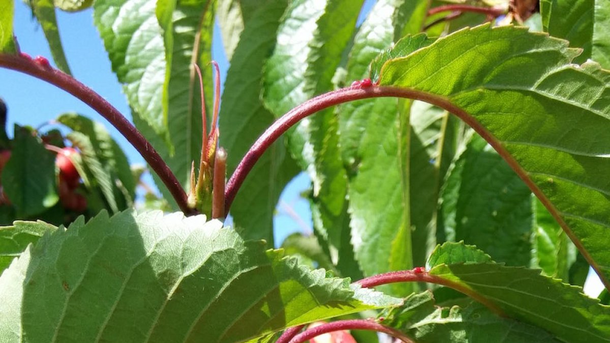 Las lluvias estropean el 90% de la cosecha de cerezas primarenques Burlat en la Terra Alta y en la Ribera d'Ebre