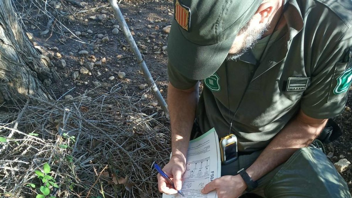 Las especies habrían muerto al chocar contra las instalaciones eléctricas.