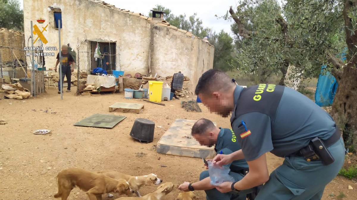 Imatge dels gossos que han trobat a Camarles en estat d'abandó i desnodrits.