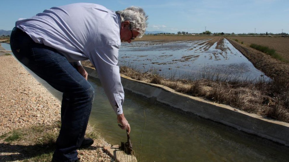 Imagen de archivo de un campo de arroz del Delta del Ebro