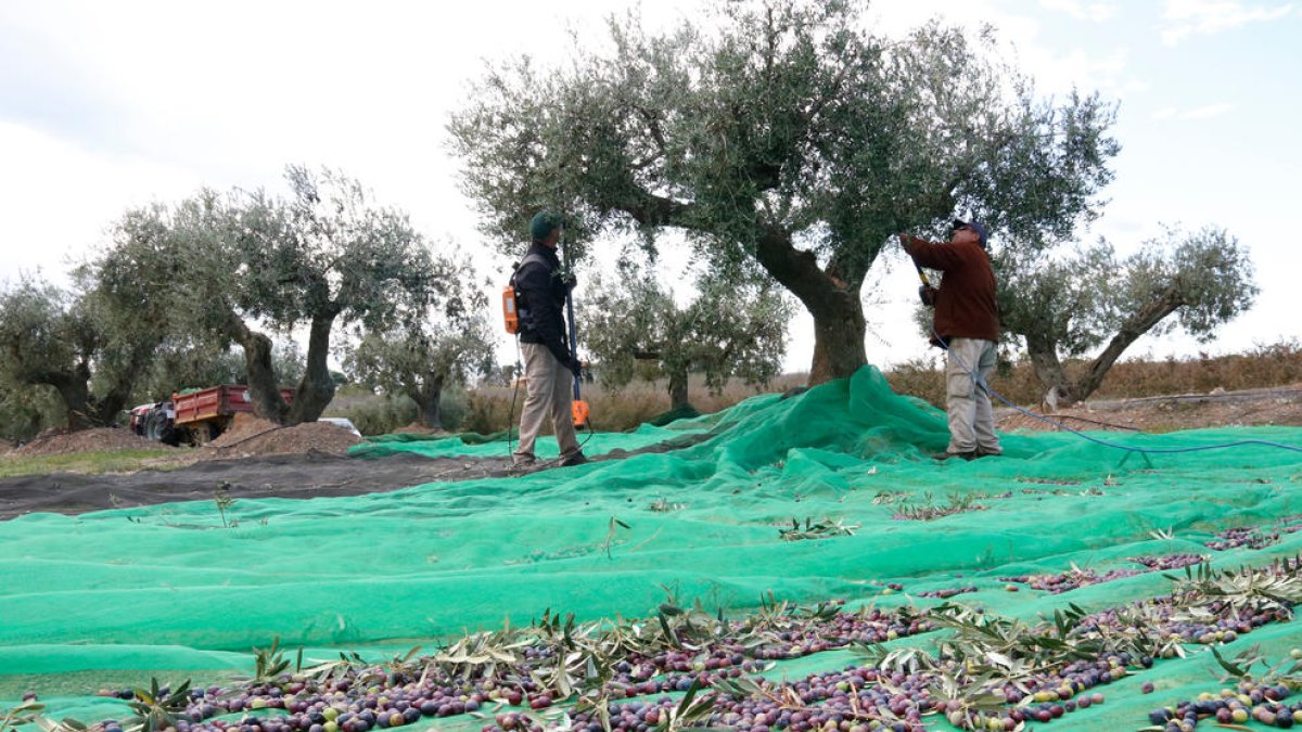 Unos campesinos recogiendo olivas, en un campo de olivos de la Selva del Camp, dentro de la DOP Siurana.