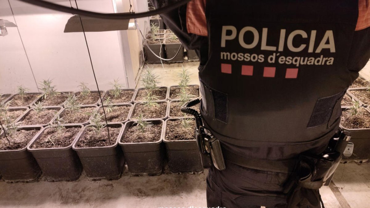 Un agent dels Mossos custodia una de les plantacions de marihuana.