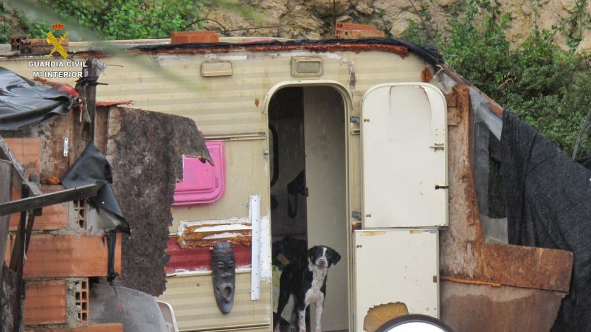 Los perros se encuentran recuperándose a la protectora de Torredembarra.