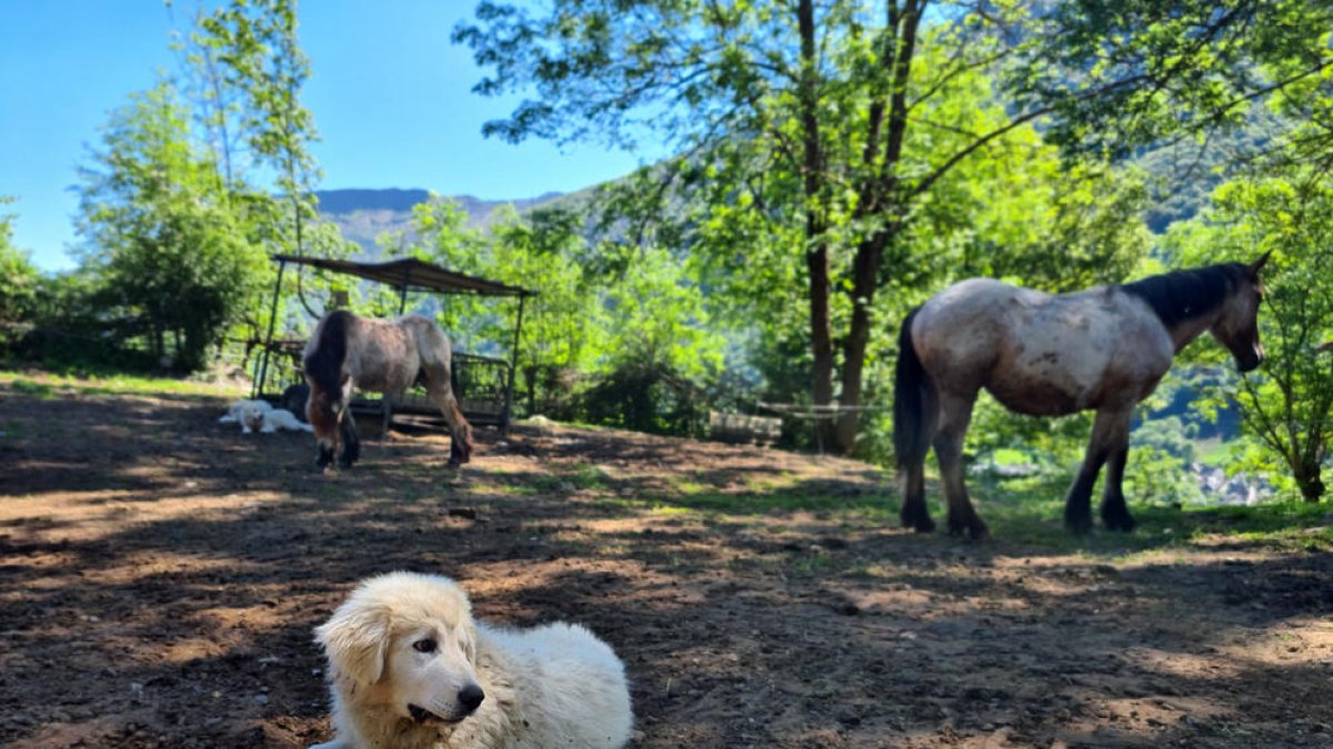 Un gos de protecció de ramats convivint amb cavalls en el mateix recinte.