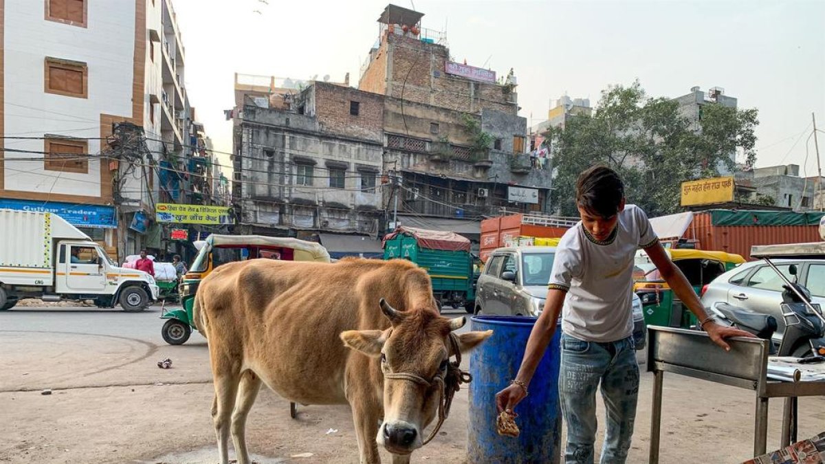 Un hombre ordeña una vaca en un refugio de Nueva Delhi, que acoge a más de 1.500 vacas rescatadas de las calles o adoptadas.
