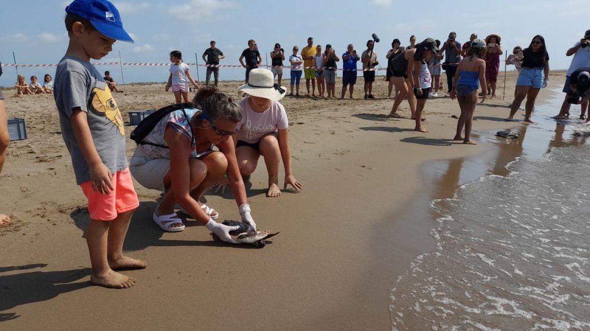 Dos nens observen com una dona allibera un exemplar de tortuga careta a la platja de l'Alfacada, a Sant Jaume d'Enveja.