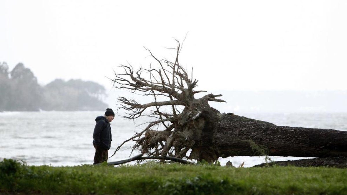 Un home observa les arrels d'un arbre que ha estat arrencat per una tempesta.