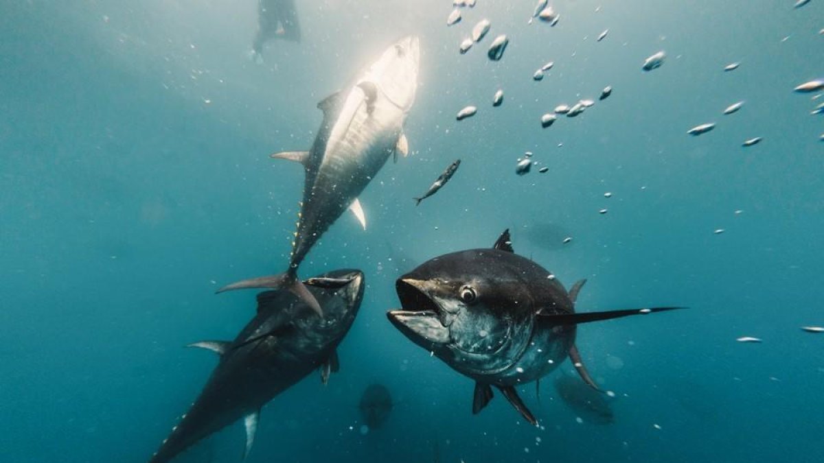 Imatge de tonyina vermella que l'empresa Balfegó cria i pesca a la costa de l'Ametlla de Mar.