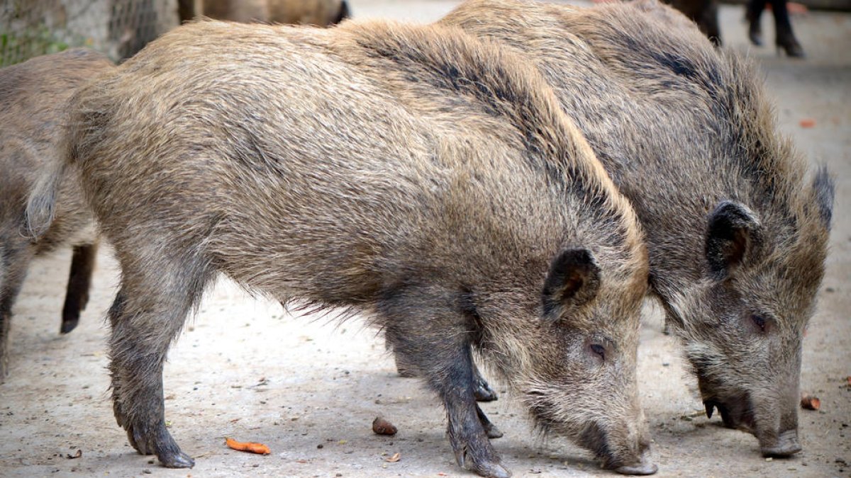 Imatge d'arxiu d'un grup de senglars, uns animals que cada cop es veuen més a les ciutats.