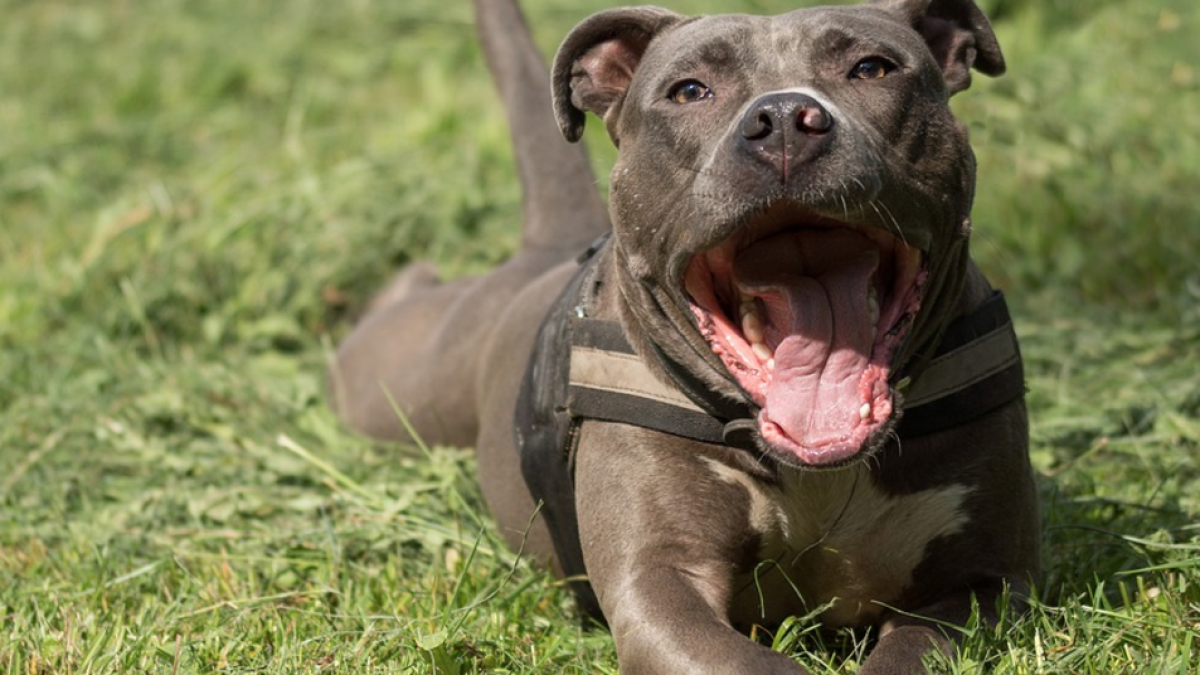 La propietària d'un gos de raça potencialment perillosa circulava per la via pública sense el morrió homologat.