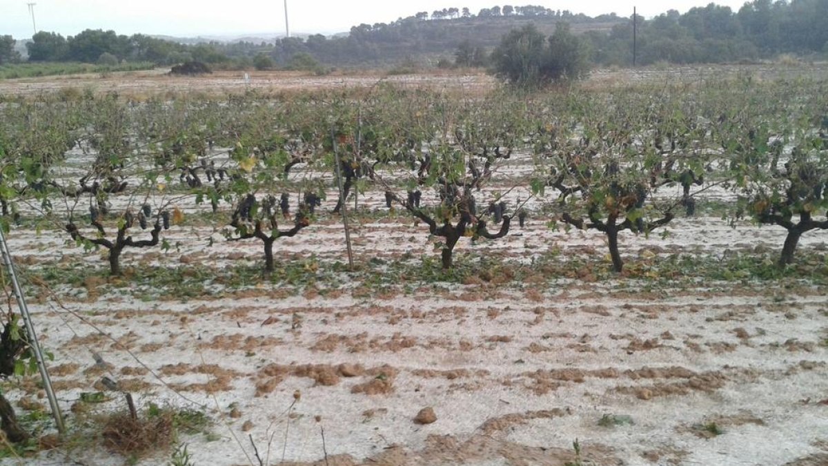 Unió de Pagesos calcula que la granizada ha causado graves daños en las cosechas de viña y almendra