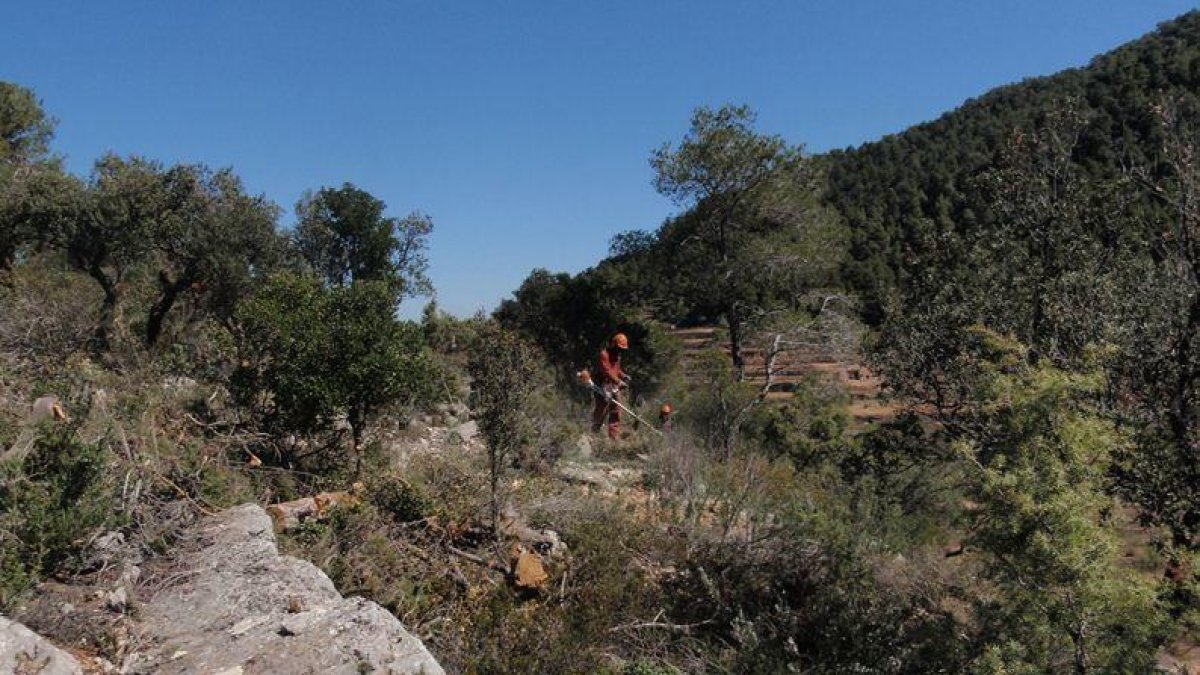 Agricultura inicia trabajos de prevención de incendios del macizo forestal de Tivissa-Vandellòs-Llaberia-Pradell