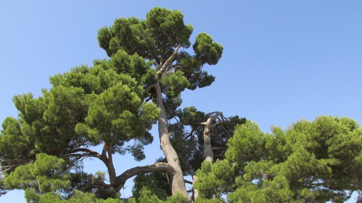 Pi del Xaconet de Barberà de la Conca, ara declarat arbre monumental.