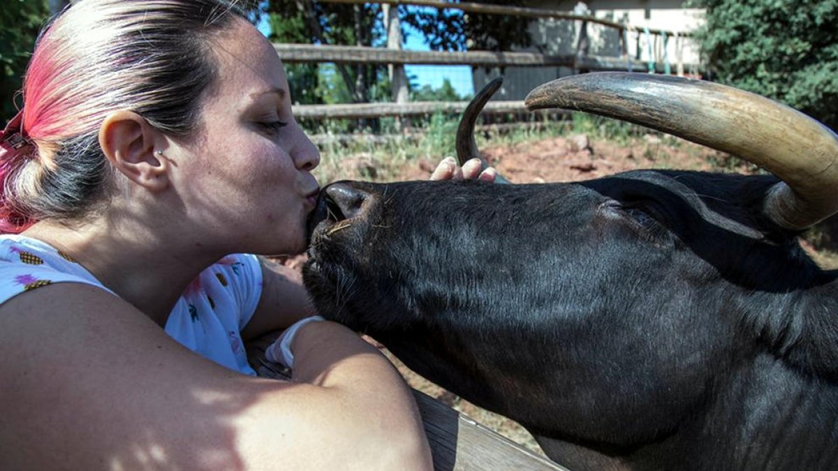 Anna Sánchez, coordinadora de premsa del Hogar Animal Sanctuary, fent un petó a la vaca Margarita.