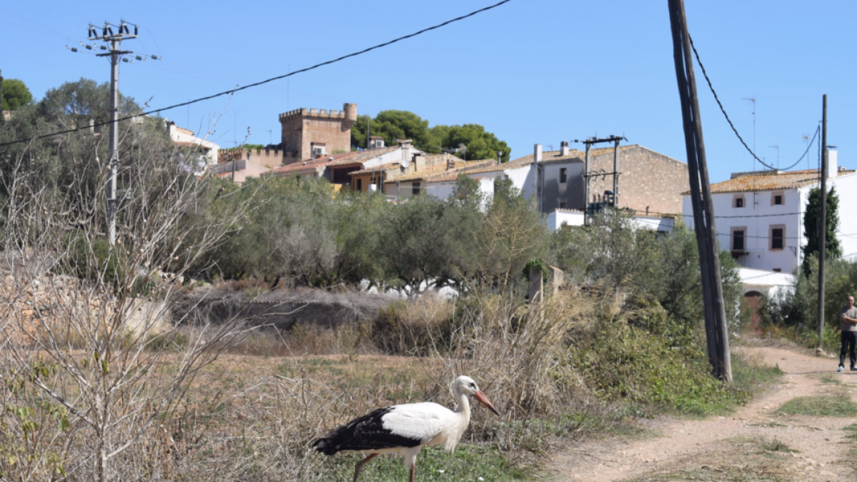 Imatge de la cigonya amb el nucli de Ferran al fons.