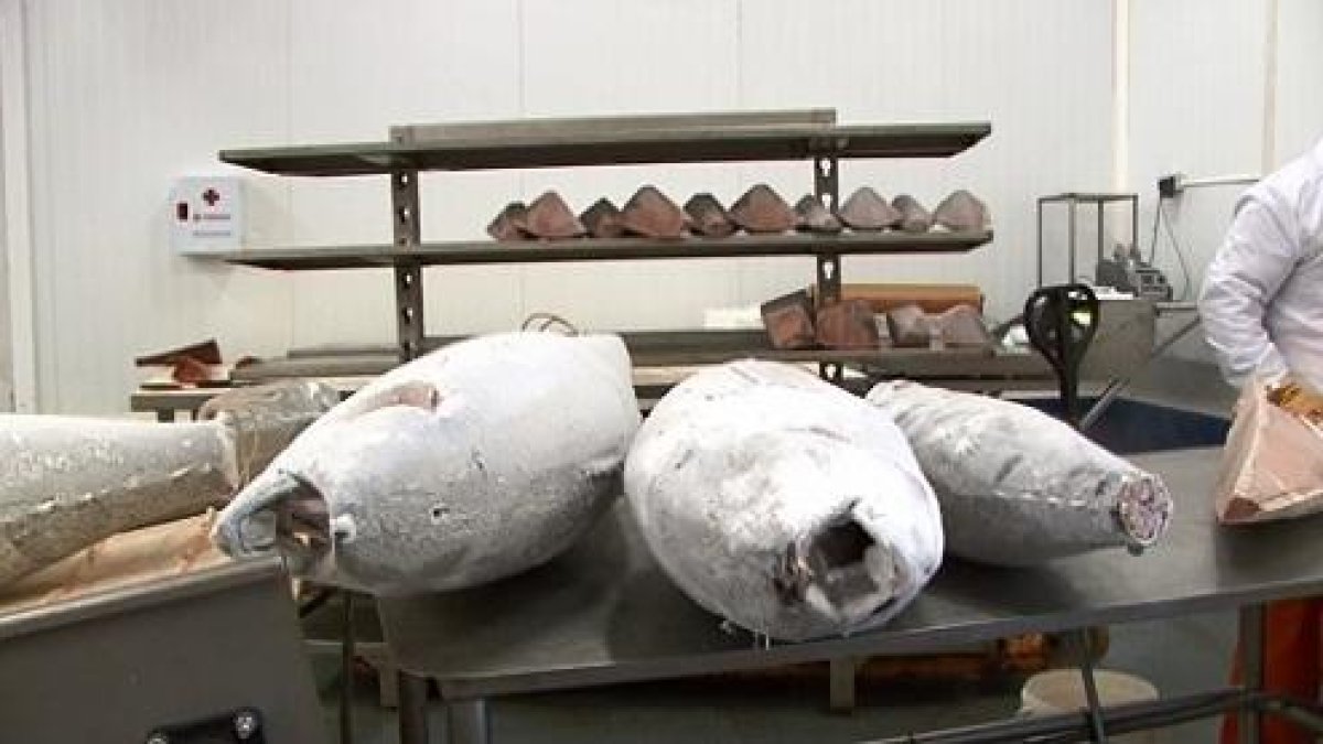 Els lots de tonyina que possiblement han causat les intoxicacions van ser comercialitzats per l'empresa Garciden.