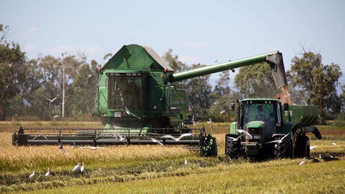 Una cosechadora y un tractor por el arrozal.