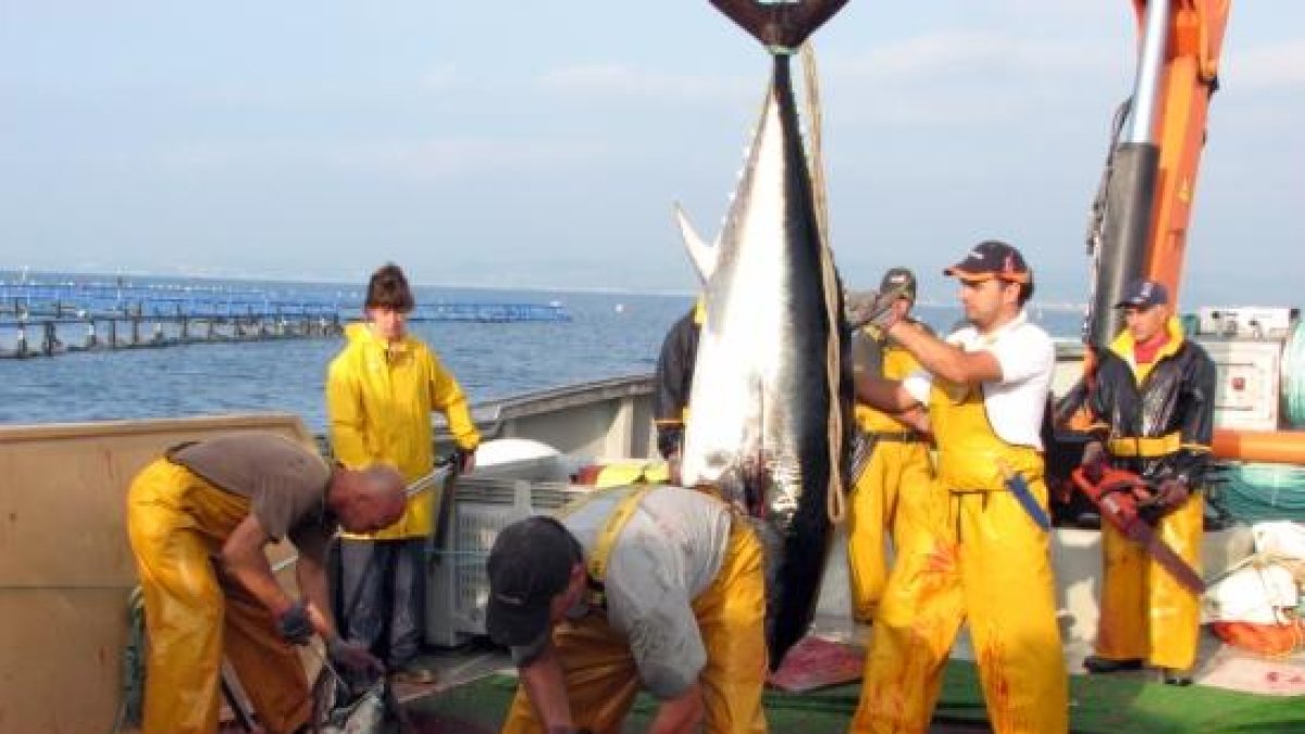 Les tonyines pescades a alta mar són transportades fins la granja situada prop de la costa de l'Ametlla de Mar per al seu engreix i posterior venda.